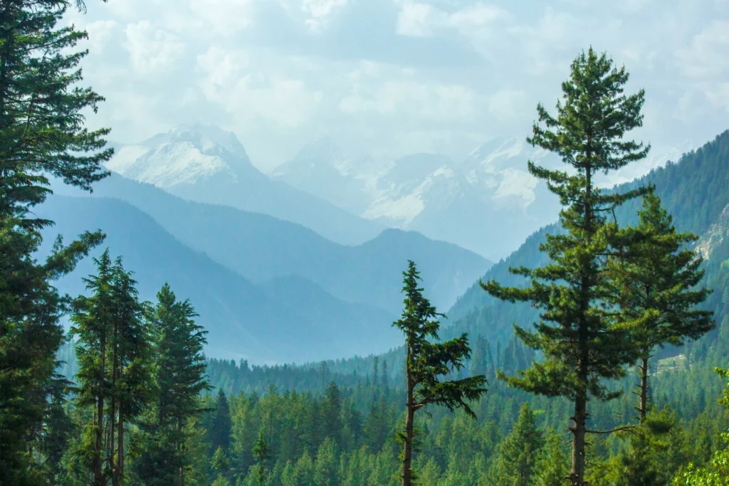 an image of beautiful views of forest from mountain